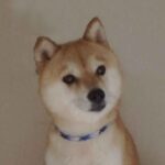 極小豆柴母犬 ポポサちゃん