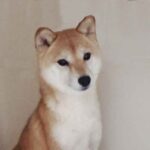 極小豆柴母犬 ウイカちゃん