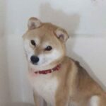 極小豆柴母犬 ホイップちゃん