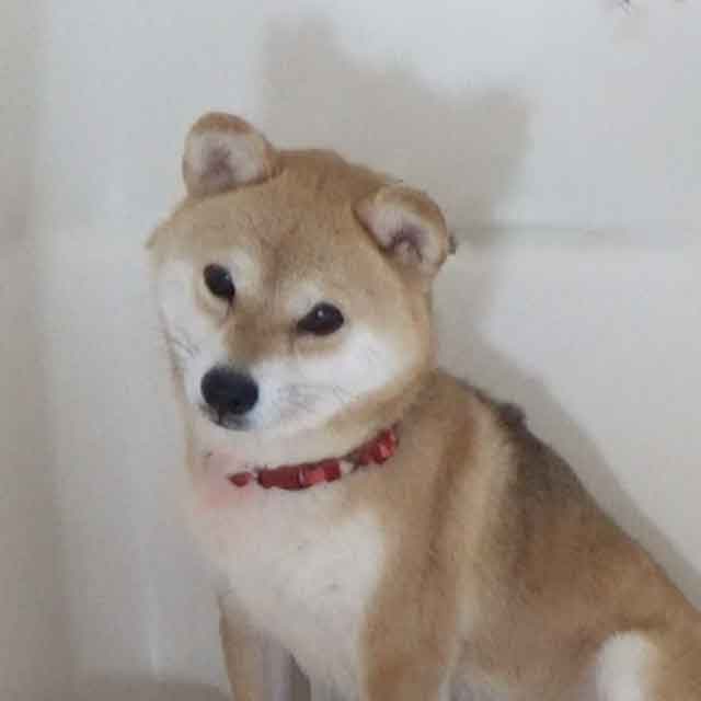 極小豆柴母犬 ホイップちゃん