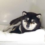 極小豆柴母犬 チナちゃん