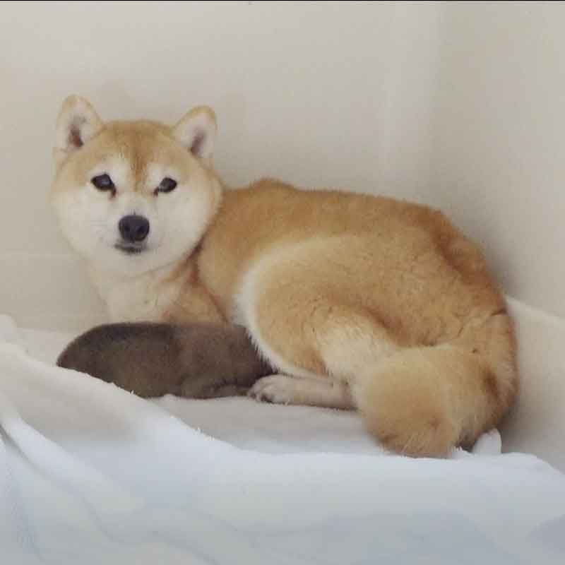 極小豆柴母犬 ユユちゃん