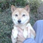 極小豆柴母犬 コノハちゃん