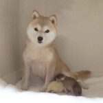 小豆柴母犬 マキナちゃん