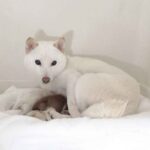 極小豆柴母犬 フブキちゃん