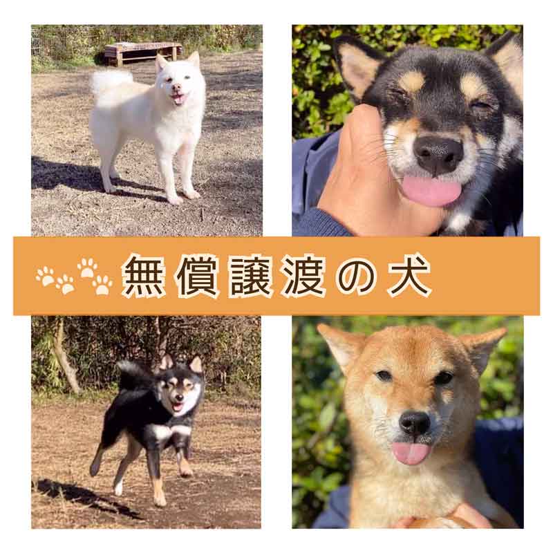 無償譲渡の犬のイメージ