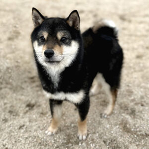 岡山の直ぐお飼いになれる犬