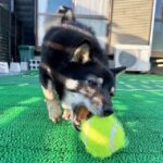 山口県の母極小豆柴犬のカムラちゃん