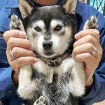 愛知県の極小豆柴犬のおせちちゃん