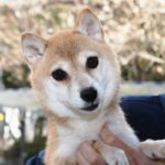 小豆柴母犬 エミリちゃん