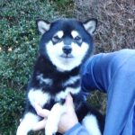 極小豆柴母犬 キョロちゃん