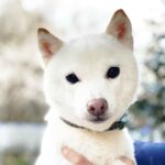 極小豆柴母犬 アロマちゃん