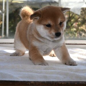 母犬 極小豆柴犬　