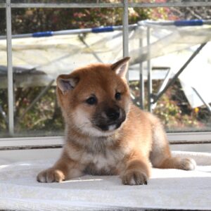 母犬 極小豆柴犬　