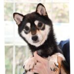 令和5年12月25日  豆柴 マリナちゃんが出産しました