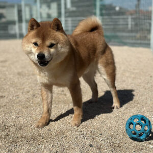 岡山の直ぐお飼いになれる犬