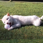 母犬 極小豆柴犬　※新しい家族募集中※