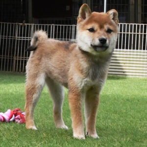 母犬 極小豆柴犬　※新しい家族募集中※