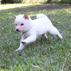 母犬 極小豆柴犬　※新しい家族募集中※