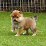 母犬 極小豆柴犬　※新しい家族募集中※