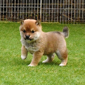 母犬 極小豆柴犬　※新しい家族募集中※