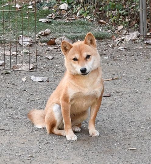 令和8年2月11日　母犬極小豆柴出産しました