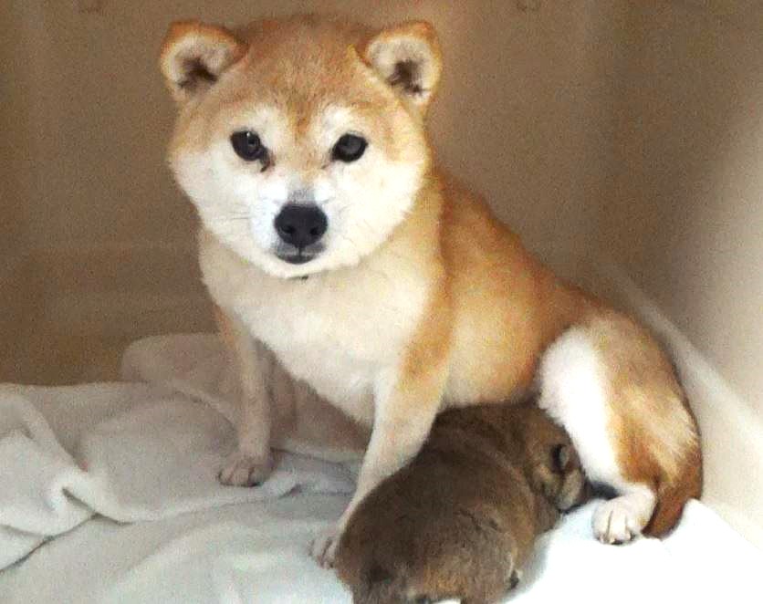 令和8年2月22日　母犬極小豆柴出産しました
